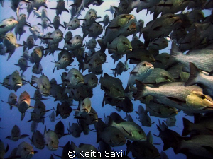 Schooling Snappers - Red Sea. Canon Ixus 85is. MWB. by Keith Savill 